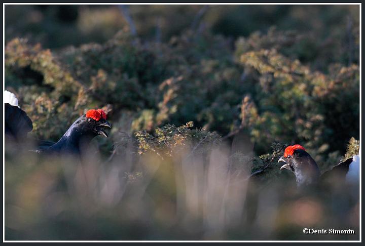 parade de tétras lyres